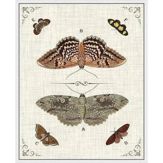 Butterfly Collection III Artwork d Canvas Floating - LOOMLAN - LOOMLAN - Canvas Art