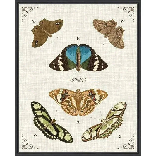 Butterly Collection II Artwork d Canvas Floating - LOOMLAN - LOOMLAN - Canvas Art