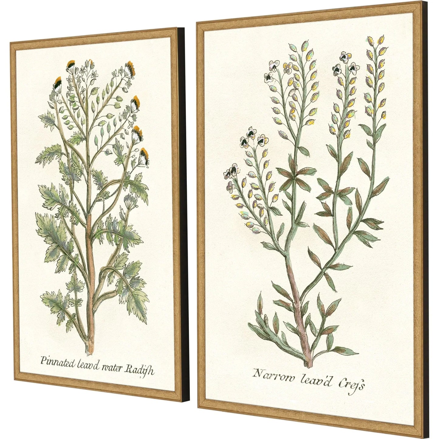 Botanical Plants Wood Framed Wall Art 2PC