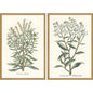 Botanical Plants Wood Framed Wall Art 2PC
