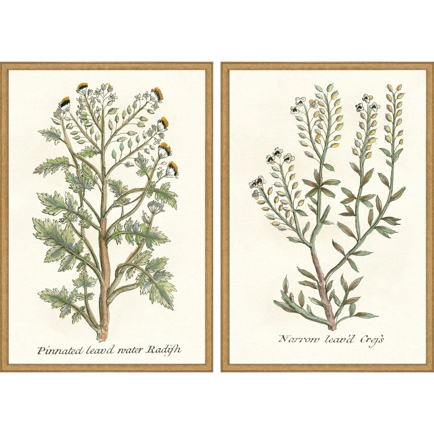 Botanical Plants Wood Framed Wall Art 2PC