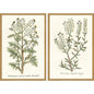 Botanical Plants Wood Framed Wall Art 2PC