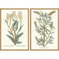 Botanical Plants Wood Framed Wall Art 2PC