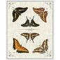 Butterfly Collection I Artwork d Canvas Floating - LOOMLAN - LOOMLAN - Canvas Art