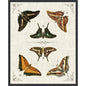 Butterfly Collection I Artwork d Canvas Floating - LOOMLAN - LOOMLAN - Canvas Art