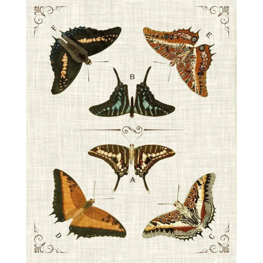 Butterfly Collection I Artwork d Canvas Floating - LOOMLAN - LOOMLAN - Canvas Art