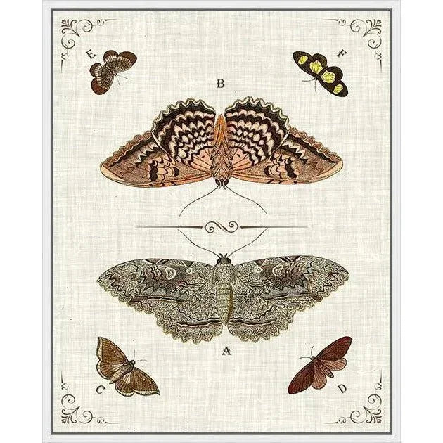 Butterfly Collection III Artwork d Canvas Floating - LOOMLAN - LOOMLAN - Canvas Art