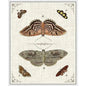 Butterfly Collection III Artwork d Canvas Floating - LOOMLAN - LOOMLAN - Canvas Art