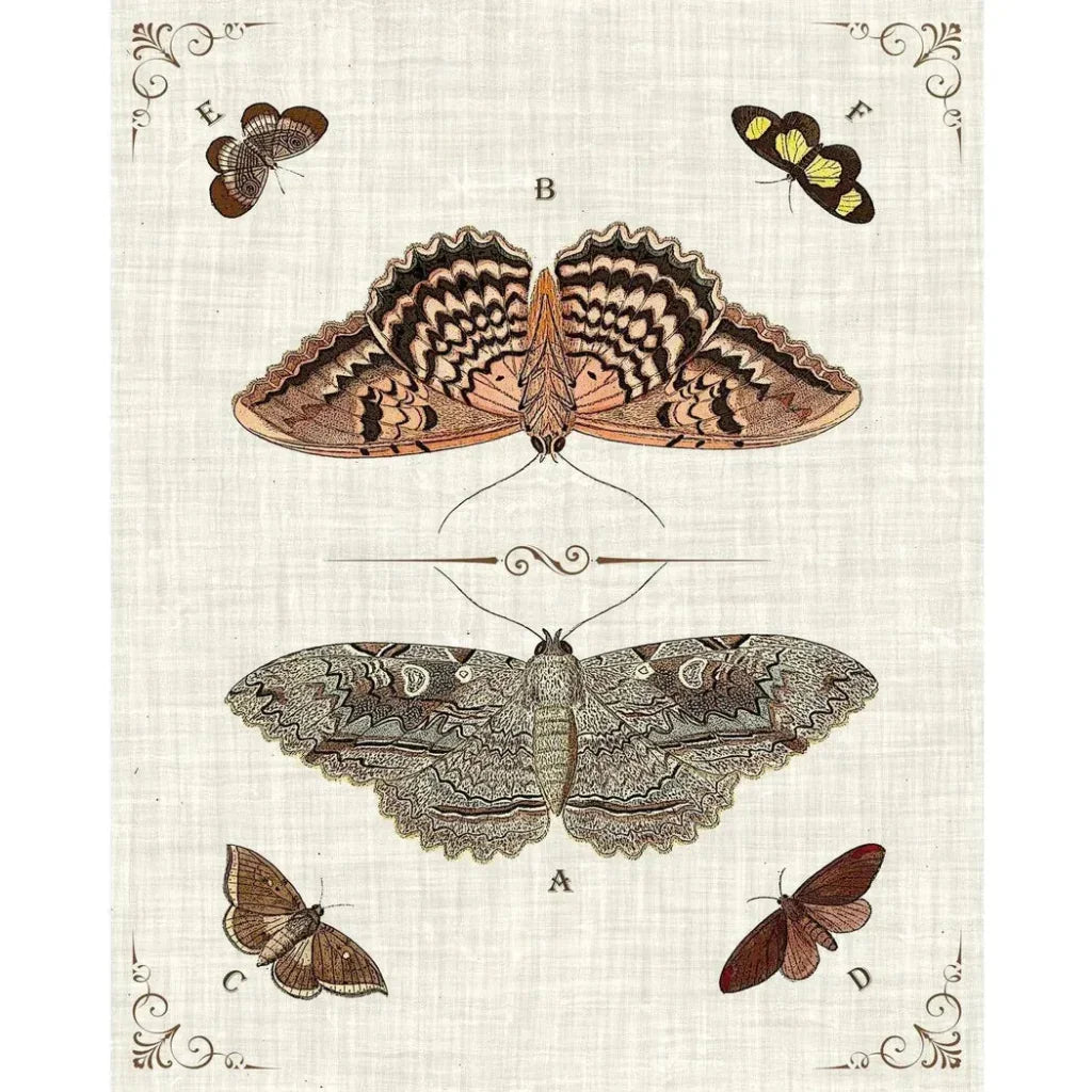 Butterfly Collection III Artwork d Canvas Floating - LOOMLAN - LOOMLAN - Canvas Art