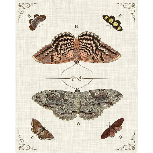 Butterfly Collection III Artwork d Canvas Floating - LOOMLAN - LOOMLAN - Canvas Art