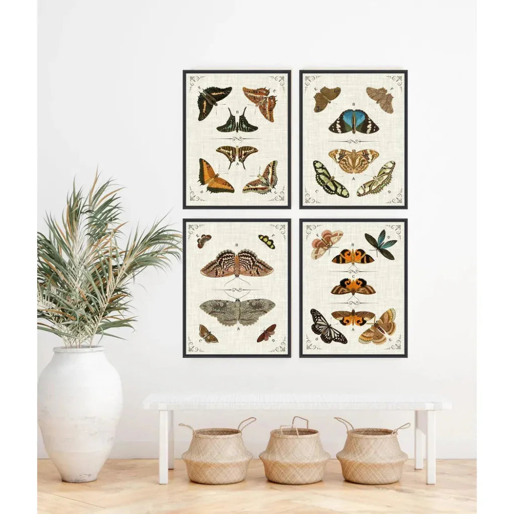 Butterfly Collection IV Artwork d Canvas Floating - LOOMLAN - LOOMLAN - Canvas Art