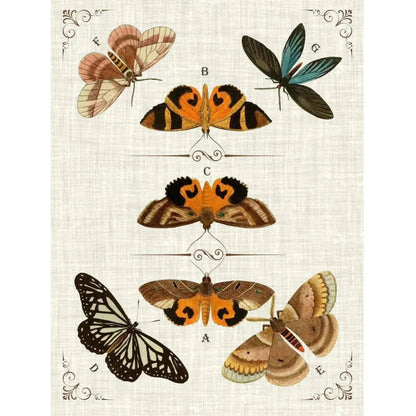 Butterfly Collection IV Artwork d Canvas Floating - LOOMLAN - LOOMLAN - Canvas Art