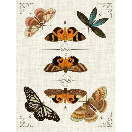 Butterfly Collection IV Artwork d Canvas Floating - LOOMLAN - LOOMLAN - Canvas Art