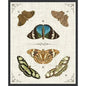 Butterly Collection II Artwork d Canvas Floating - LOOMLAN - LOOMLAN - Canvas Art