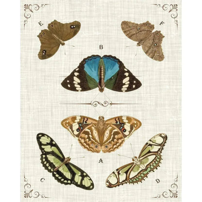 Butterly Collection II Artwork d Canvas Floating - LOOMLAN - LOOMLAN - Canvas Art