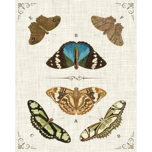 Butterly Collection II Artwork d Canvas Floating - LOOMLAN - LOOMLAN - Canvas Art