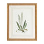 Curtis Ferns Gold Framed Artwork-Framed Wall Art-Chelsea House-Ferns III-LOOMLAN