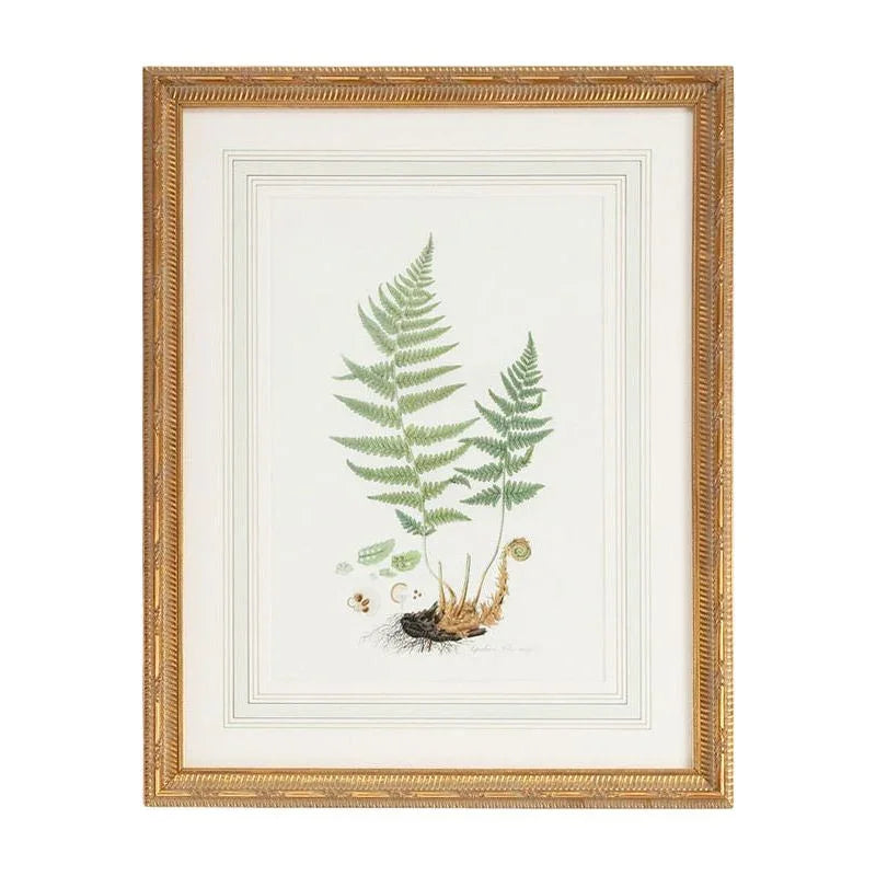 Curtis Ferns Gold Framed Artwork-Framed Wall Art-Chelsea House-Ferns II-LOOMLAN