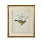 Delicate Birds Giclee Printed Artwork-Framed Wall Art-Chelsea House-Birds V-LOOMLAN