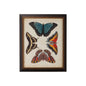Display Of Butterflies Black Framed Artwork-Framed Wall Art-Chelsea House-Butterflies I-LOOMLAN