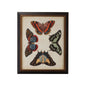 Display Of Butterflies Black Framed Artwork-Framed Wall Art-Chelsea House-Butterflies IV-LOOMLAN