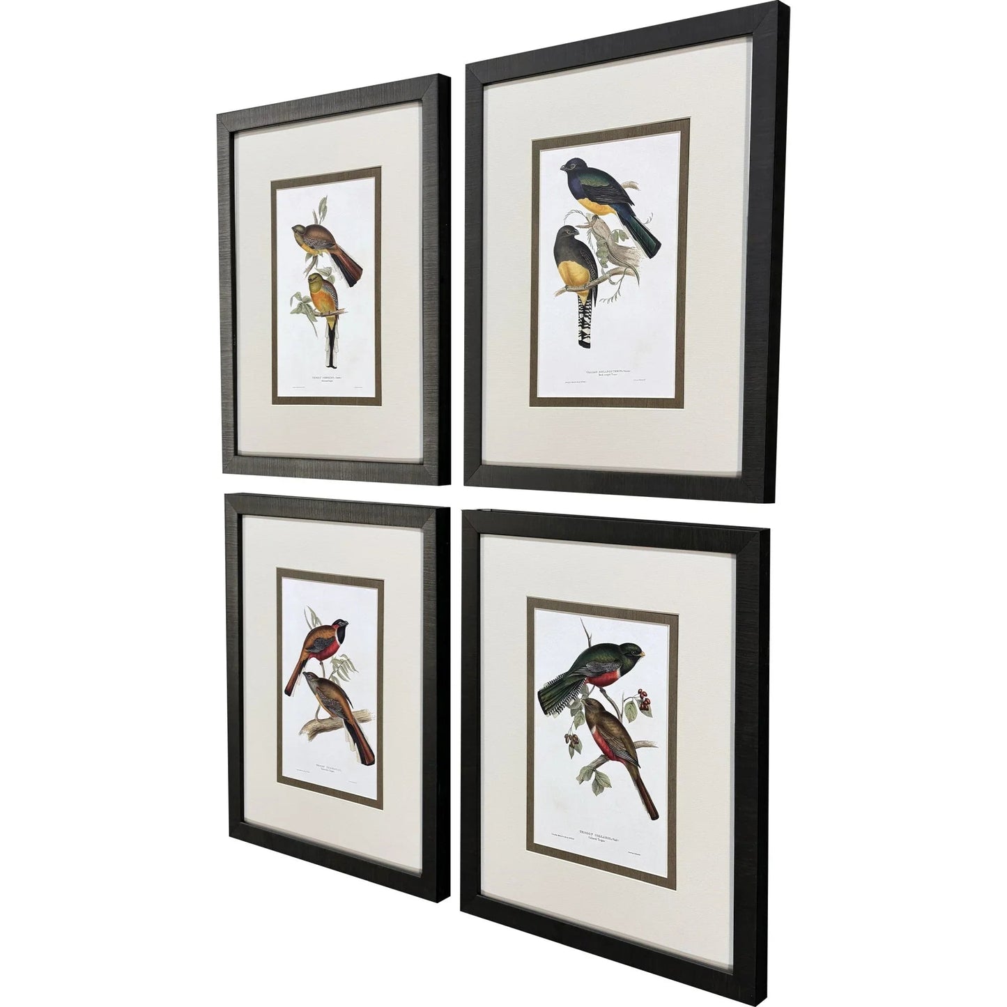 Elegant Trogons Multi Framed Wall Art 4PC