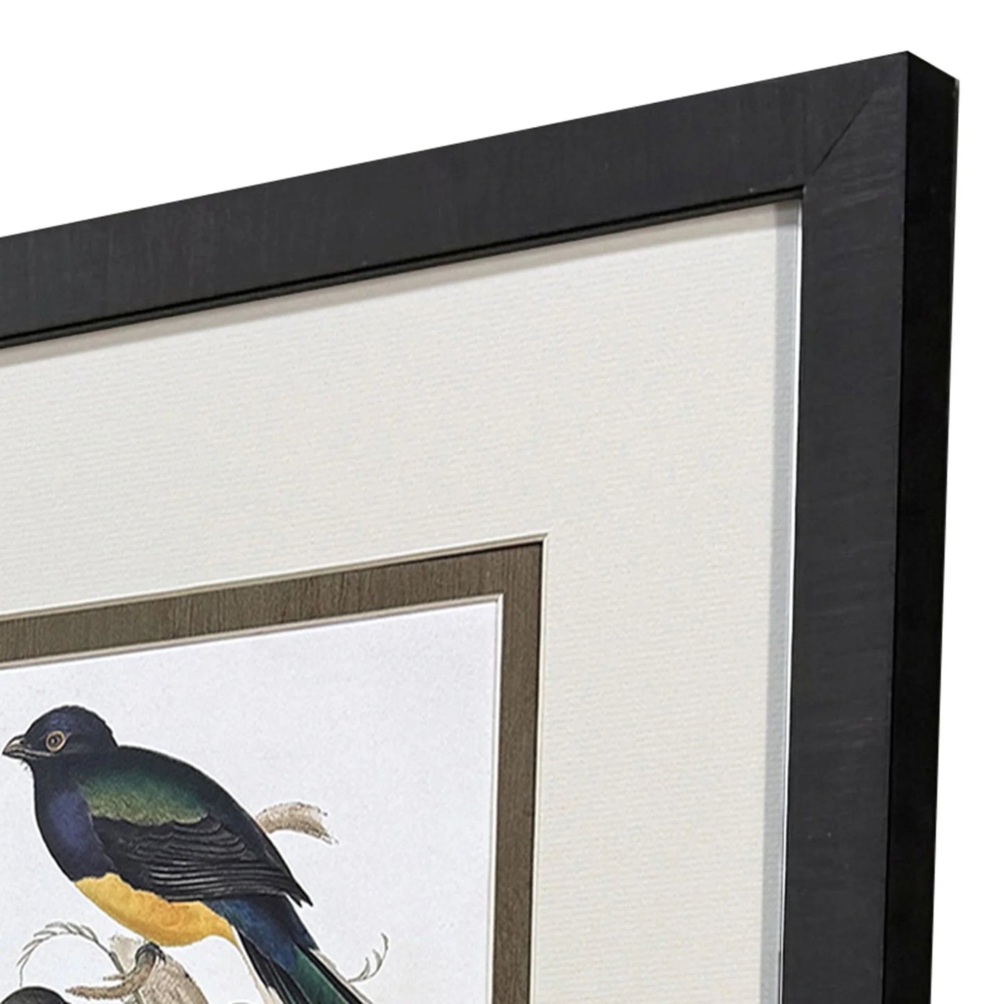 Elegant Trogons Multi Framed Wall Art 4PC