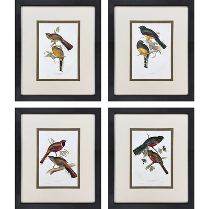 Elegant Trogons Multi Framed Wall Art 4PC