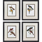 Elegant Trogons Multi Framed Wall Art 4PC