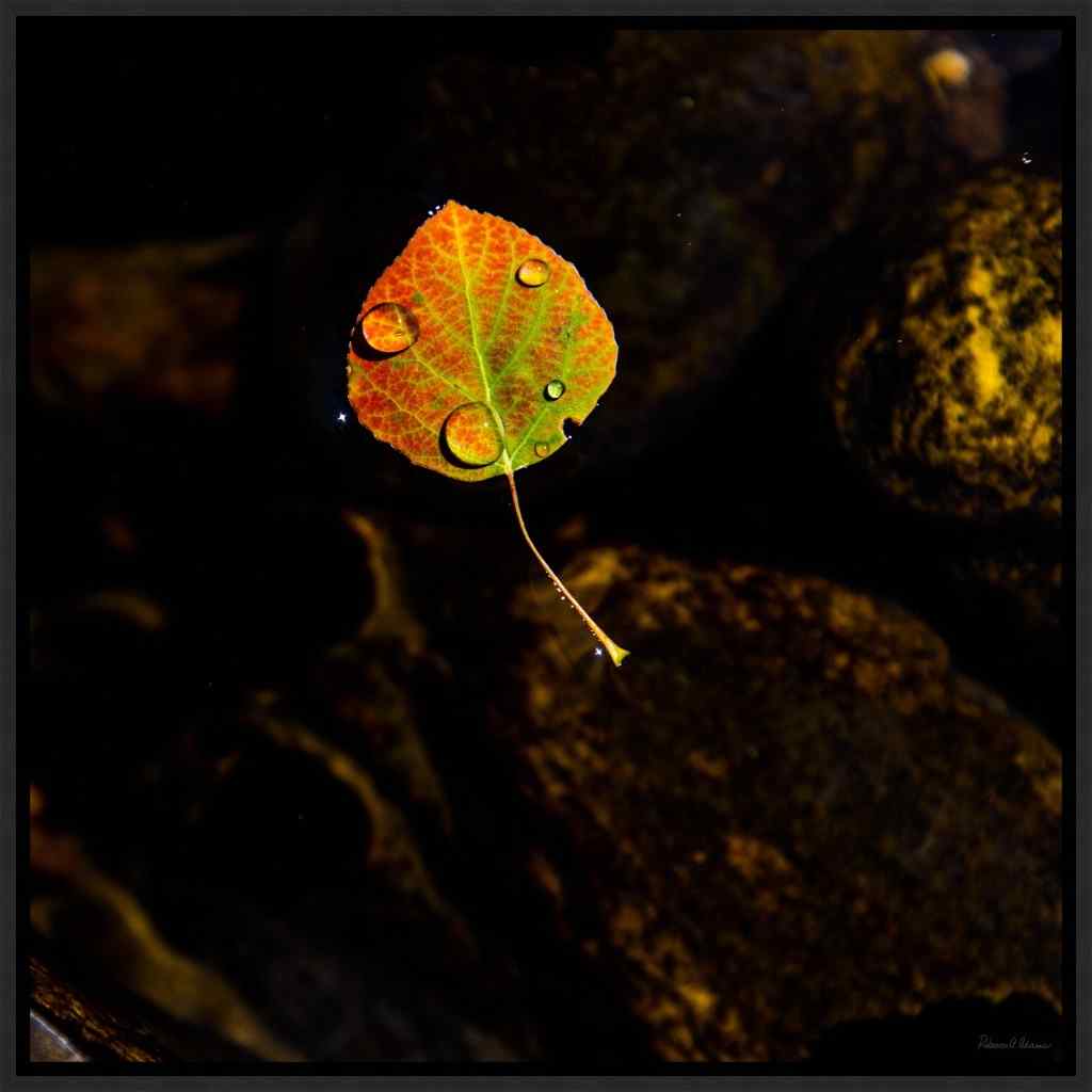 Falling for You Hand Crafted Canvas Art