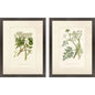 Queen's Lace Green Framed Wall Art 2PC