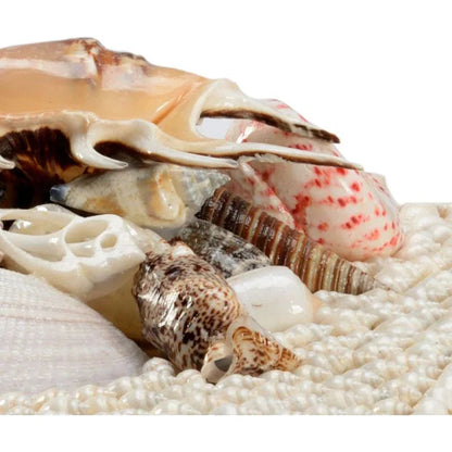 Shell Made White Box (Set of 2) - LOOMLAN - Chelsea House - Boxes & Bowls