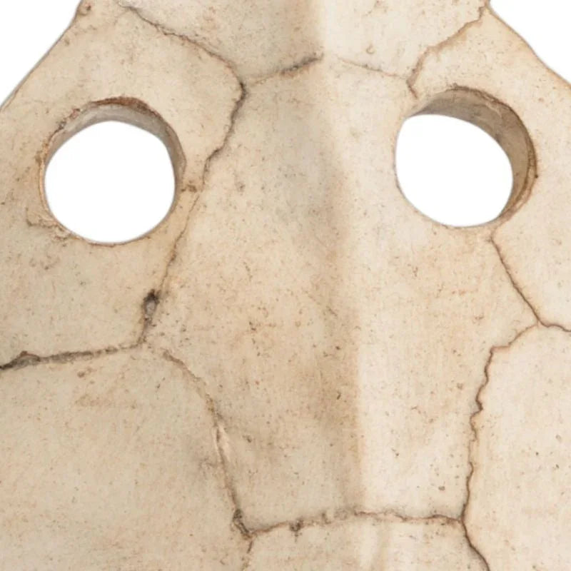 Sulcata Turtle And Iron Base Sculpture - LOOMLAN - Wildwood - Statues & Sculptures