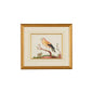 Yellow Wing/Rd Berry Gold Framed Watercolor Artwork-Framed Wall Art-Chelsea House-LOOMLAN